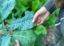 Load image into Gallery viewer, PERMA KALE - Blue Belly