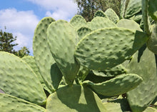 Load image into Gallery viewer, PERMA GREEN PEPPER - Nopales