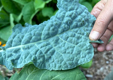 Load image into Gallery viewer, PERMA KALE - Blue Belly