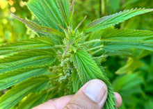 Load image into Gallery viewer, PERMA SPINACH - Less-Sting Nettles