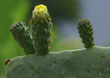 Load image into Gallery viewer, PERMA GREEN PEPPER - Nopales