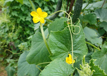 Load image into Gallery viewer, PERMA CUCUMBER - Cucamelon