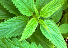 Load image into Gallery viewer, PERMA SPINACH - Less-Sting Nettles