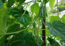 Load image into Gallery viewer, PERMA CUCUMBER - Cucamelon