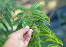 Load image into Gallery viewer, PERMA SPINACH - Less-Sting Nettles