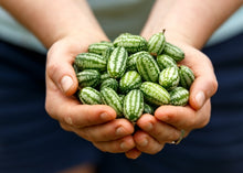 Load image into Gallery viewer, PERMA CUCUMBER - Cucamelon