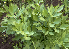 Load image into Gallery viewer, PERMA CELERY - Lovage