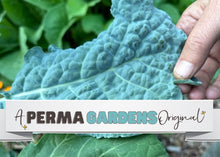 Load image into Gallery viewer, PERMA KALE - Blue Belly