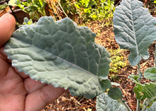 Load image into Gallery viewer, PERMA COLLARD - Cold-Hardy Collard