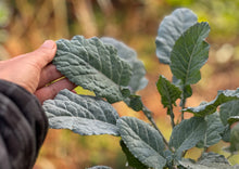 Load image into Gallery viewer, PERMA COLLARD - Cold-Hardy Collard