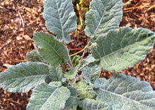 Load image into Gallery viewer, PERMA COLLARD - Cold-Hardy Collard