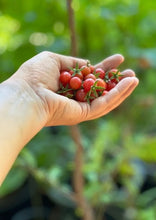 Load image into Gallery viewer, PERMA TOMATO - Red Wild Everglades