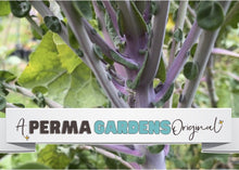Load image into Gallery viewer, PERMA KALE - Lilac Lizard