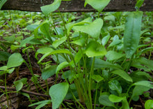 Load image into Gallery viewer, PERMA LETTUCE - Miner's Lettuce