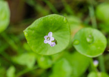 Load image into Gallery viewer, PERMA LETTUCE - Miner's Lettuce
