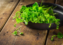 Load image into Gallery viewer, PERMA LETTUCE - Miner's Lettuce