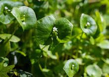 Load image into Gallery viewer, PERMA LETTUCE - Miner's Lettuce