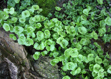 Load image into Gallery viewer, PERMA LETTUCE - Miner's Lettuce