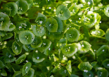 Load image into Gallery viewer, PERMA LETTUCE - Miner's Lettuce