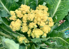 Load image into Gallery viewer, PERMA CAULIFLOWER - 9 Star