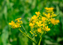 Load image into Gallery viewer, PERMA MUSTARD - Turkish Rocket