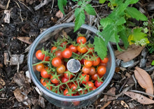 Load image into Gallery viewer, PERMA TOMATO - Red Wild Everglades