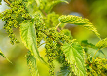 Load image into Gallery viewer, PERMA SPINACH - Less-Sting Nettles