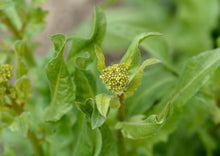 Load image into Gallery viewer, PERMA MUSTARD - Turkish Rocket