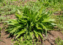 Load image into Gallery viewer, PERMA MUSTARD - Turkish Rocket