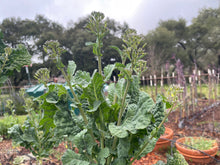 Load image into Gallery viewer, PERMA BROCCOLINI