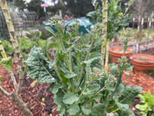 Load image into Gallery viewer, PERMA BROCCOLINI