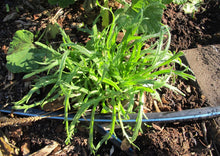 Load image into Gallery viewer, PERMA FRISÉE LETTUCE - Minutina