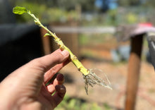 Load image into Gallery viewer, PERMA BROCCOLINI