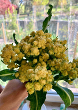 Load image into Gallery viewer, PERMA CAULIFLOWER - 9 Star