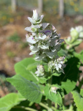 Load image into Gallery viewer, CAPTIVATING CLARY SAGE