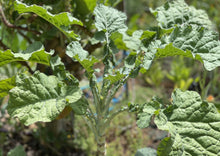 Load image into Gallery viewer, PERMA COLLARD - Constant Tree Collard