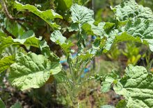 Load image into Gallery viewer, PERMA BROCCOLINI