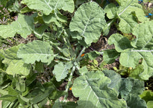 Load image into Gallery viewer, PERMA COLLARD - Constant Tree Collard