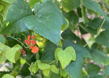 Load image into Gallery viewer, PERMA BEANS - Magic Runner Beans