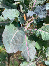 Load image into Gallery viewer, PERMA BROCCOLINI