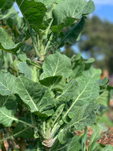Load image into Gallery viewer, PERMA COLLARD - Constant Tree Collard