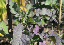 Load image into Gallery viewer, PERMA GREENS - Brassica Buffet