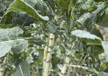 Load image into Gallery viewer, PERMA COLLARD - Crocodile Collard