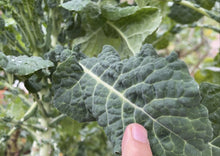 Load image into Gallery viewer, PERMA GREENS - Brassica Buffet