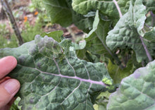 Load image into Gallery viewer, PERMA GREENS - Brassica Buffet