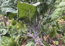 Load image into Gallery viewer, PERMA KALE - Lilac Lizard