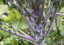 Load image into Gallery viewer, PERMA GREENS - Brassica Buffet
