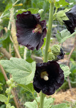 Load image into Gallery viewer, PERMA HOLLYHOCK - Black