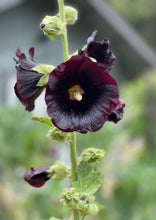Load image into Gallery viewer, PERMA HOLLYHOCK - Black