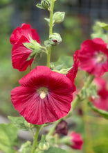 Load image into Gallery viewer, PERMA HOLLYHOCK - Red